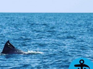 Foto Associazione Sotto al Mare