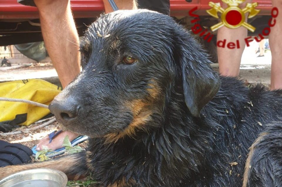 Roma, cane finisce in un canale e rischia di annegare: salvato dai ...