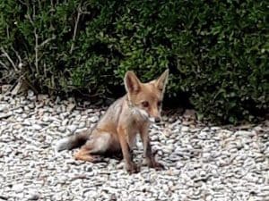 Uno dei cuccioli di volpe immortalati dai volontari