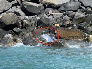 Delfino trovato morto sugli scogli ad Ostia