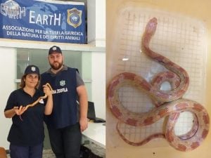 Un serpente esotico è stato trovato da un romano nel giardino di casa