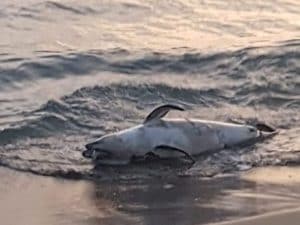 L’ennesimo delfino trovato morto sul litorale laziale – foto Oceanomare Delphis Onlus