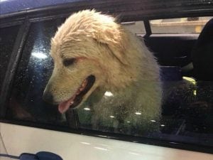 Pelè il cane salvato sul Grande Raccordo Anulare