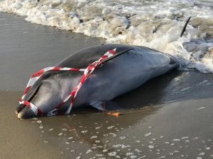 Il delfino trovato morto (Foto dal gruppo Facebook "Tutto di Fregene")