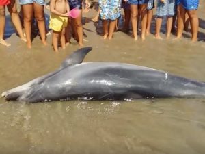 Il delfino spiaggiato a Sauri di Minturno