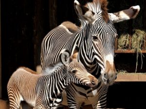 Foto del Bioparco