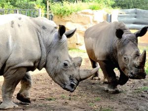 I due rinoceronti bianchi del Bioparco di Roma