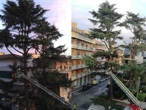 L'albero dei pappagalli all'angolo tra via Bartolomeo Platina e via della Caffarelletta, con i vigili del fuoco in azione.
