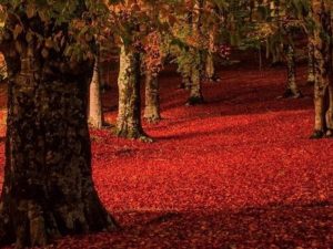 L’autunno sul Monte Livata, foto di Andrea Angelucci