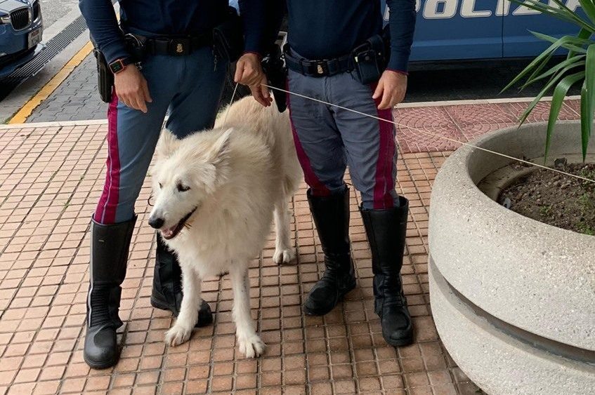 Impaurito e disorientato vagava sul GRA sotto la pioggia grosso cane bianco salvato dalla Polizia Impaurito e disorientato vagava sul GRA sotto la pioggia grosso cane bianco salvato dalla Polizia