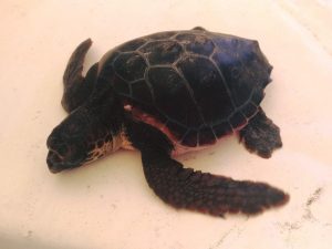 La tartarughina Camilla