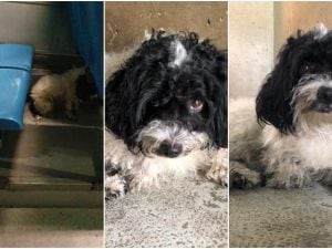 Filippo, il cagnolino trovato tra i sedili di un bus Atac