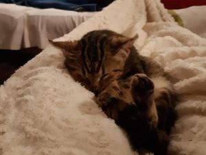 Il gattino Martino