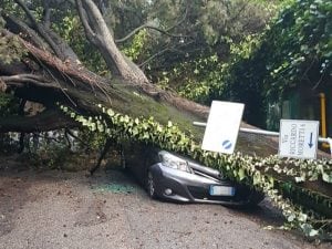 L’albero caduto su un’auto in zona Cassia