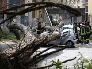 Foto di repertorio – Albero caduto in viale Mazzini