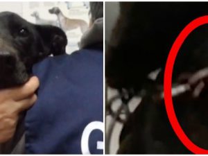 Nerina, la cagnolina vittima di maltrattamenti