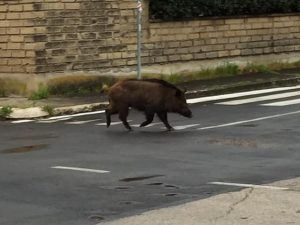 Foto di repertorio