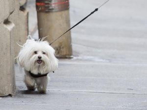 Foto di repertorio