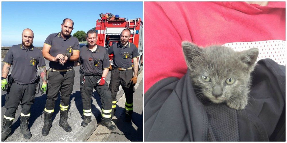 La gattina salvata dai vigili del fuoco