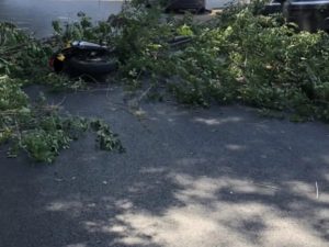 Albero cade su uno scooter in via Lanciani, Roma – foto Welcome to Favelas