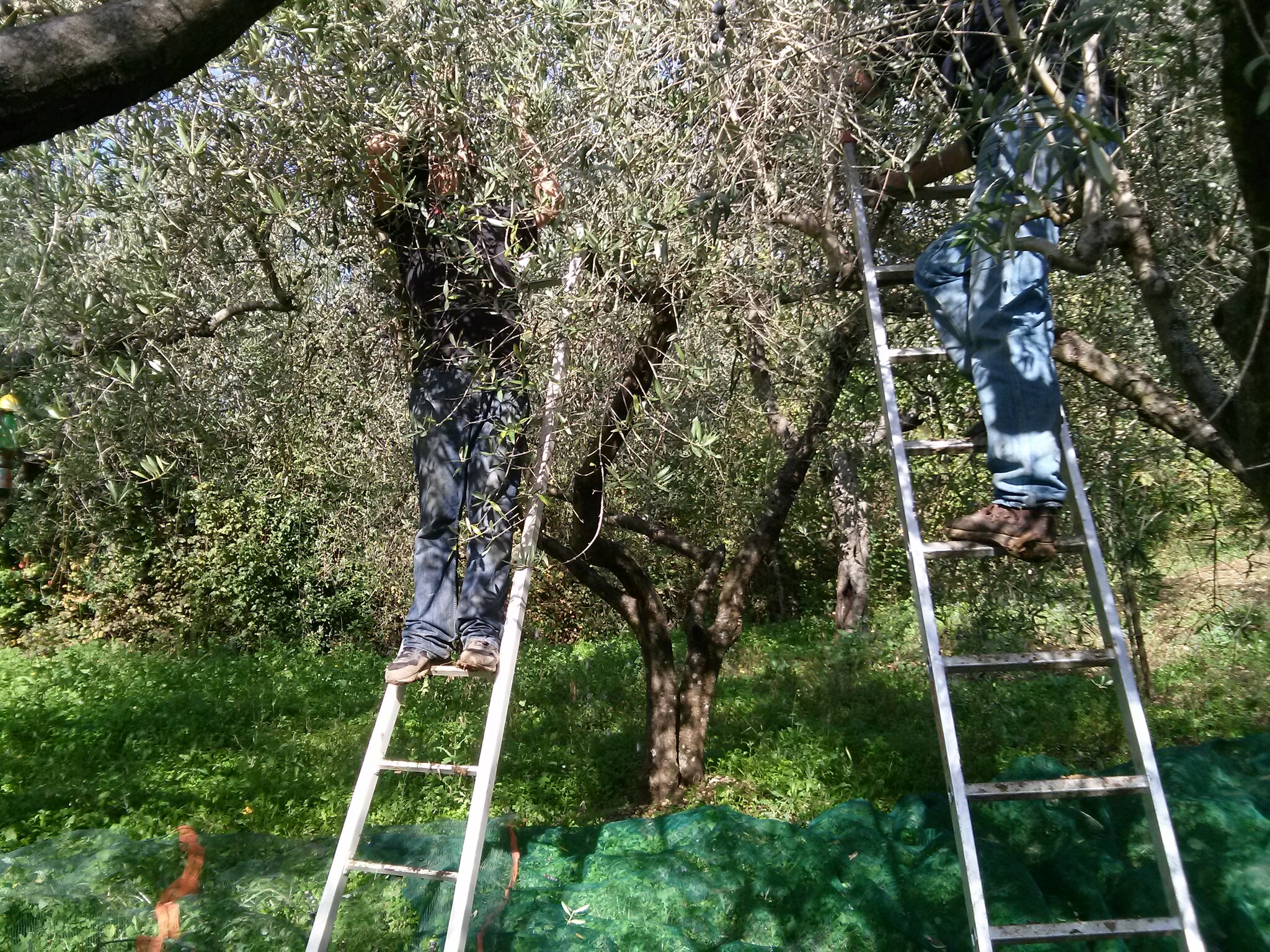 raccolta olive su scale