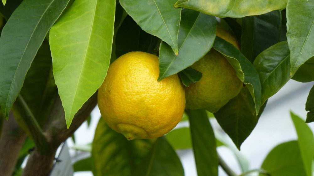 Il Piu Comune E Quello Di Potassio Limone Femminello del Gargano Igp, il limone più antico d'Italia da