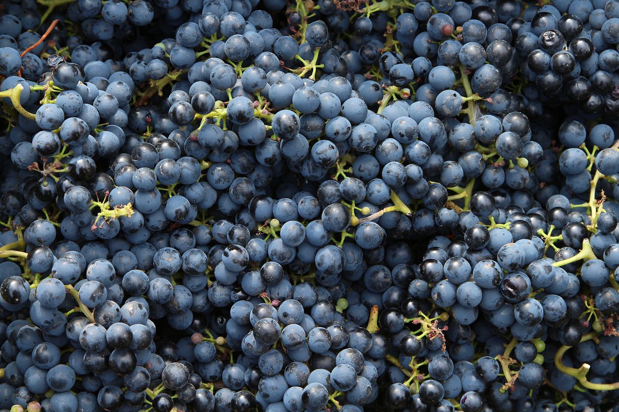 Tisana Uva Nera E Fragola Benefici