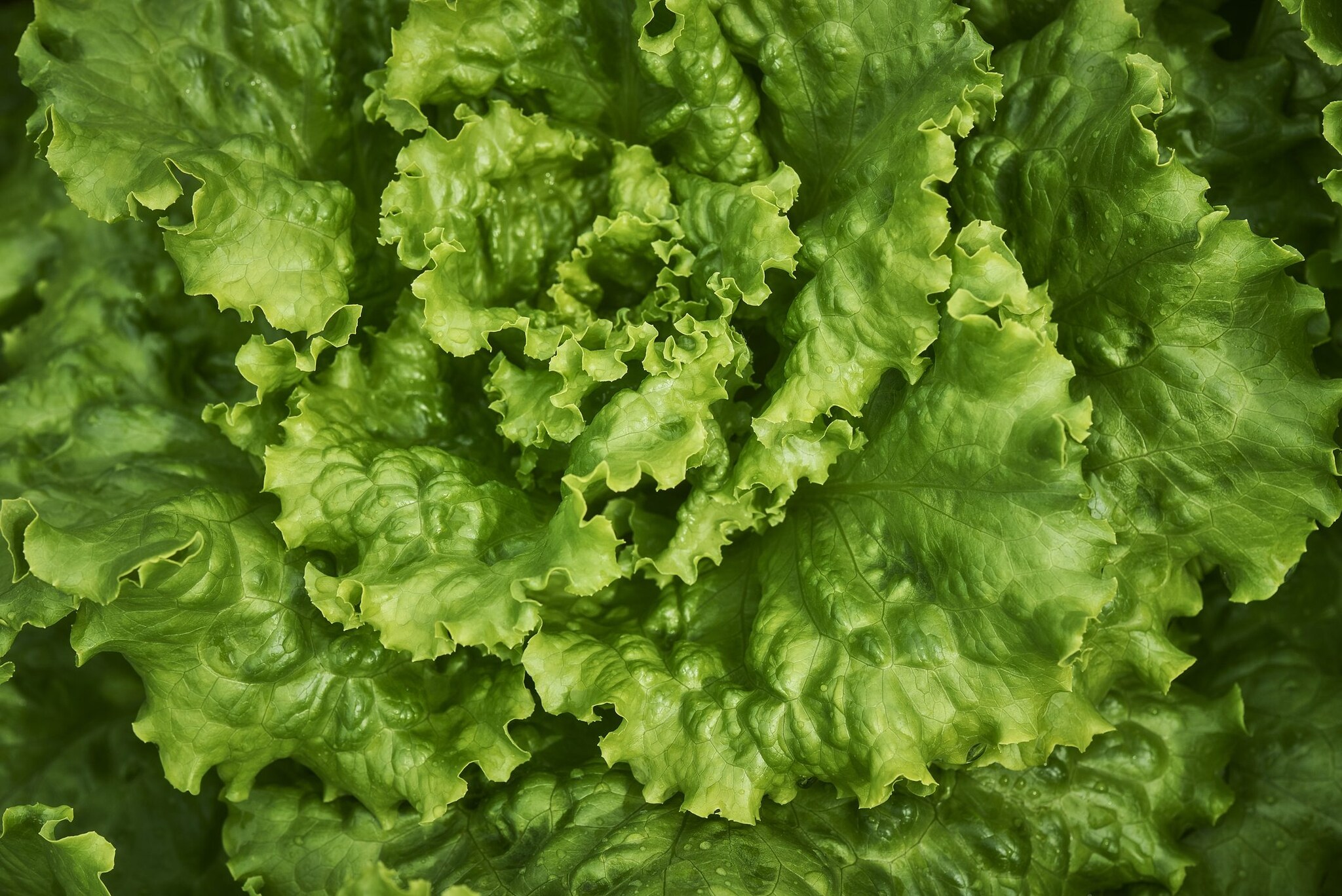 salad