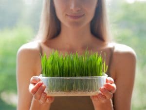 wheatgrass