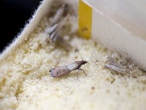 flour-moths