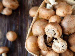 mushroom