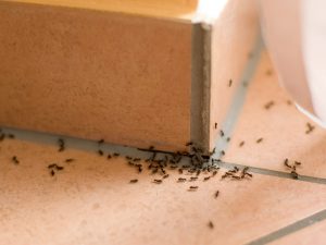 ants