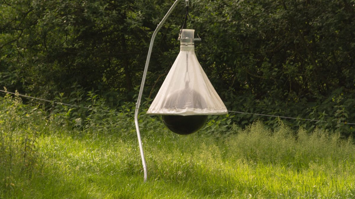 5 ways to tackle mosquitoes