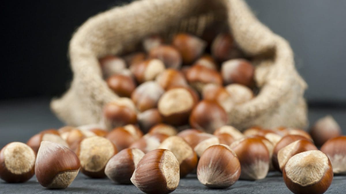 Hazelnuts properties, benefits and how much to consume per day