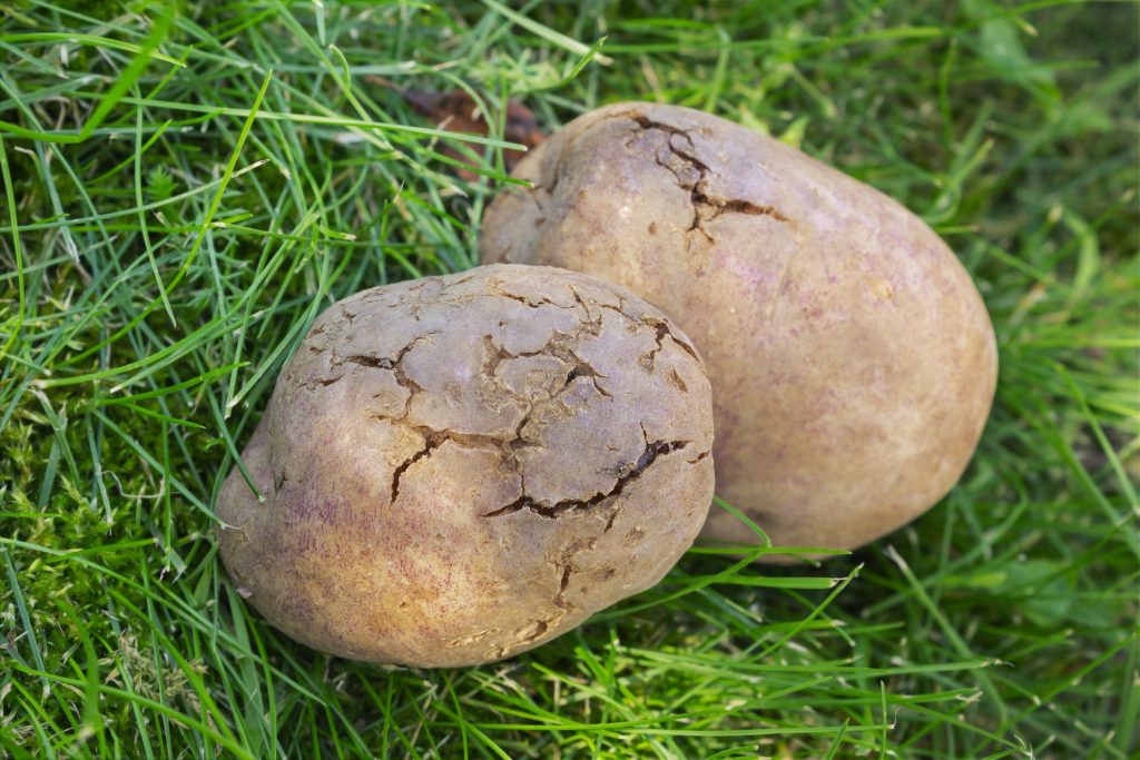 How to preserve potatoes tips for keeping them fresh for a long time