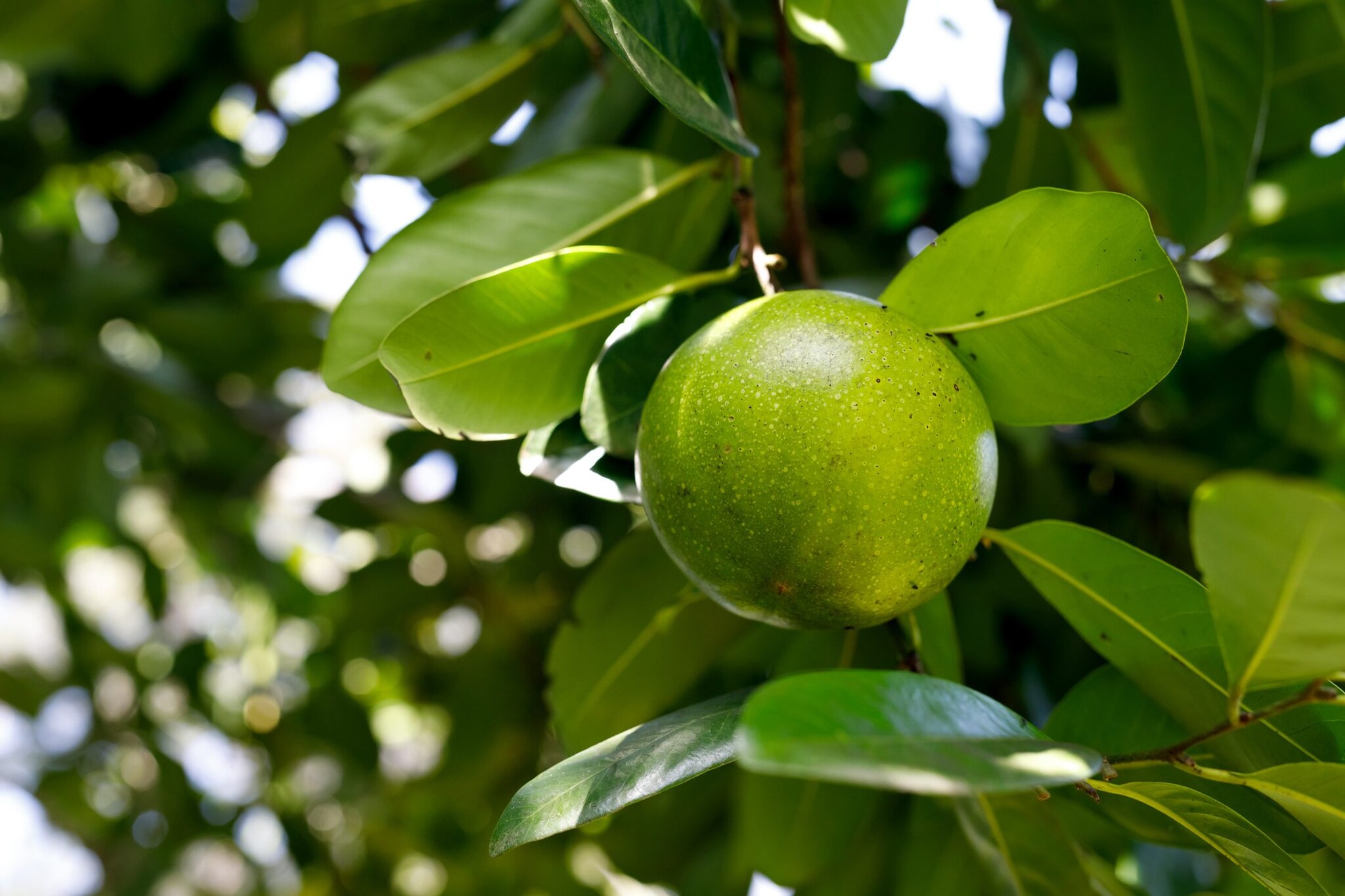Black Sapote The Fruit That Is Commonly Labeled An AllNatural