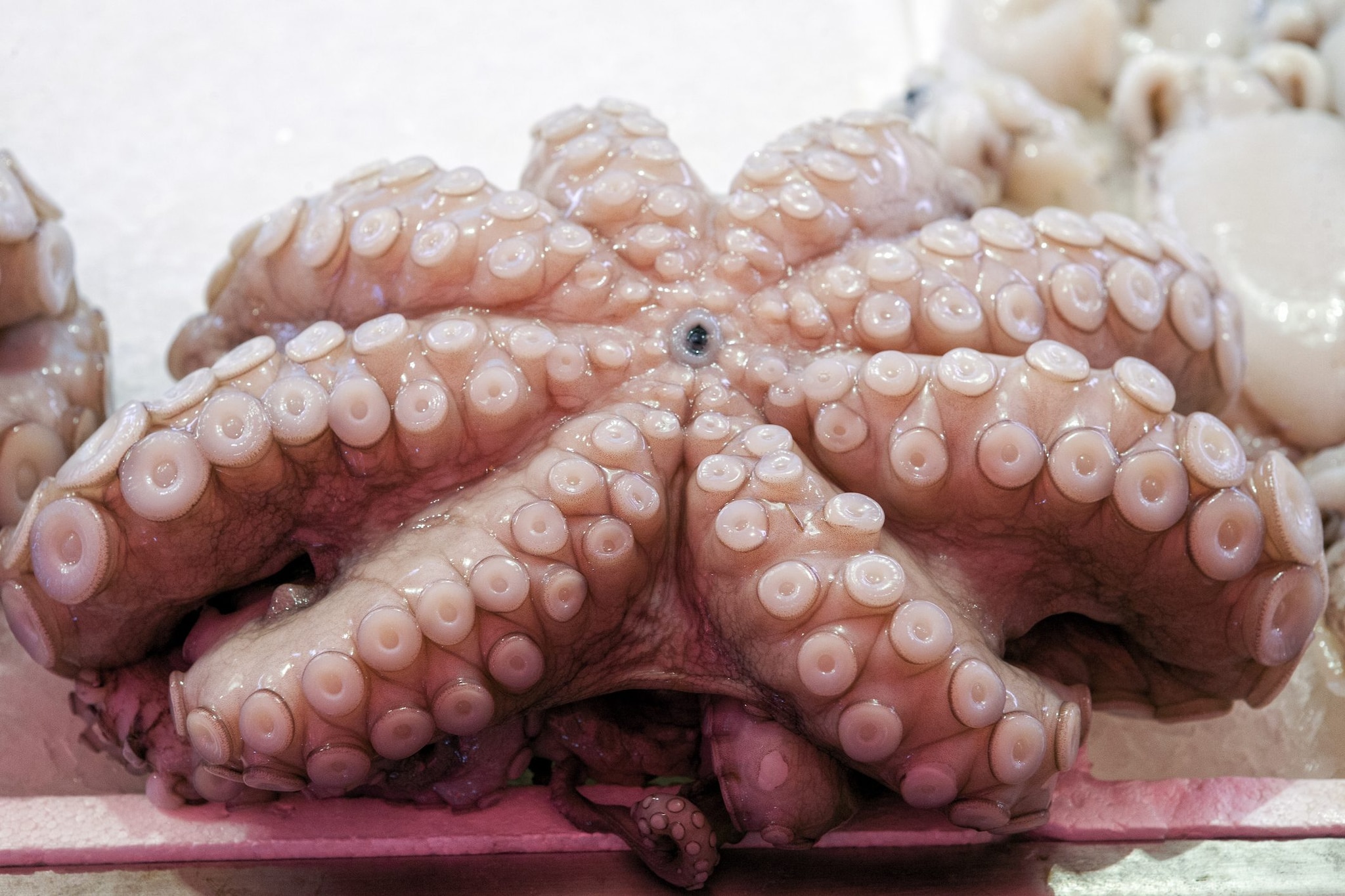 Everything You Need to Know Before Cooking Octopus