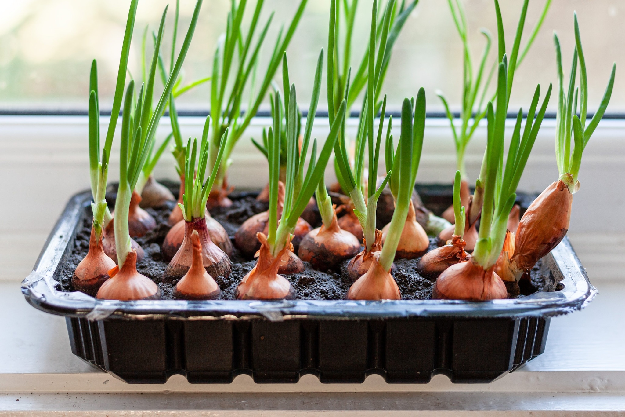 How to grow garlic and onion in pots tips and tricks