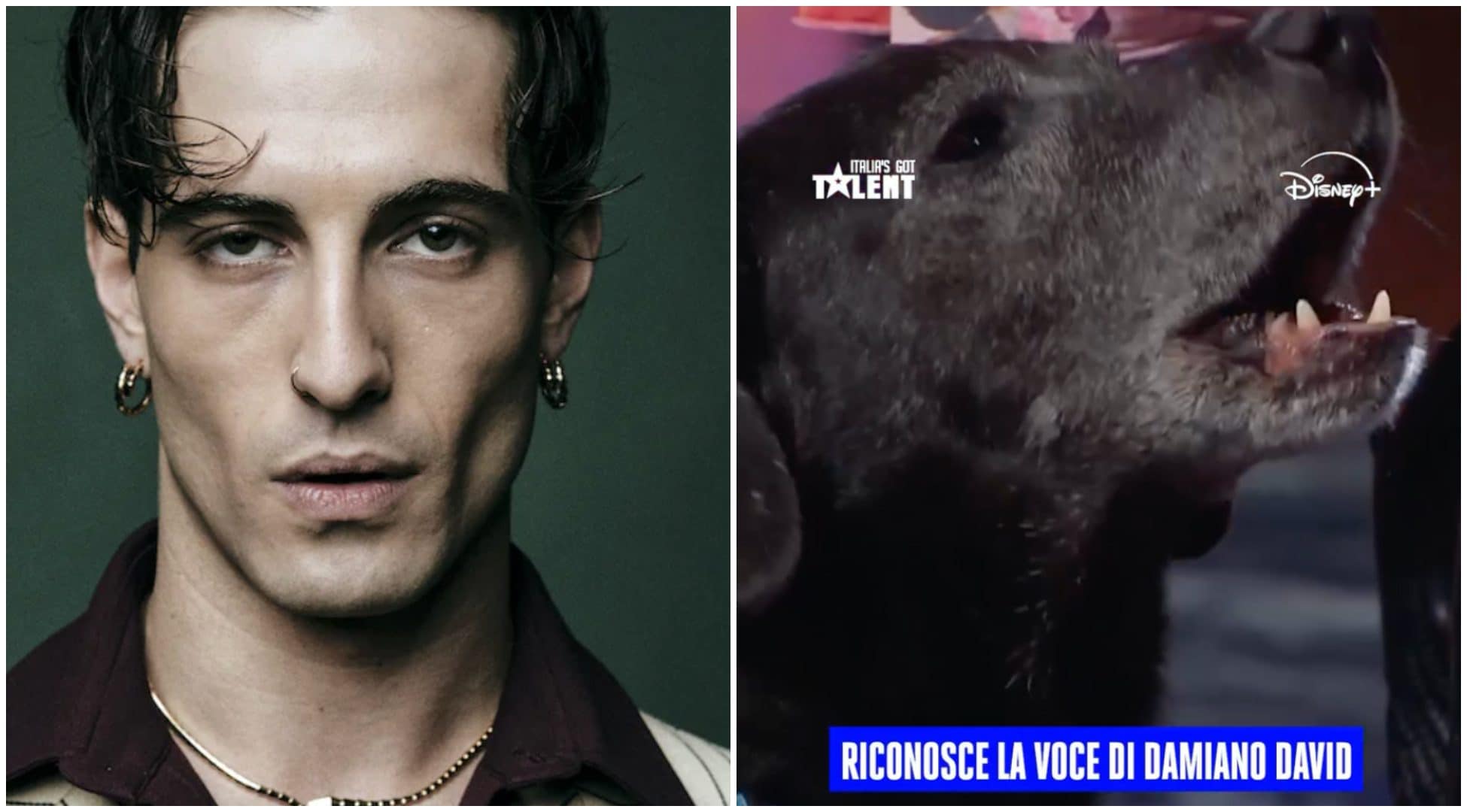 Chi è Calimero, il cane che riconosce la voce di Damiano David dei Maneskin