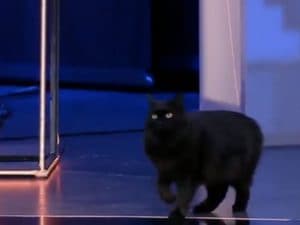 Un gatto nero entra in studio durante In altre parole e ruba la scena a Gramellini