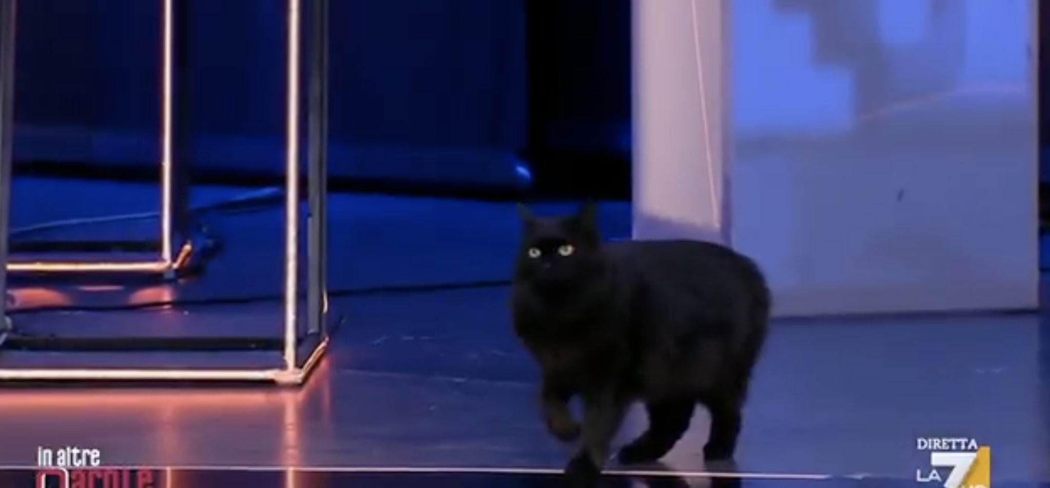 Un gatto nero entra in studio durante In altre parole e ruba la scena a Gramellini