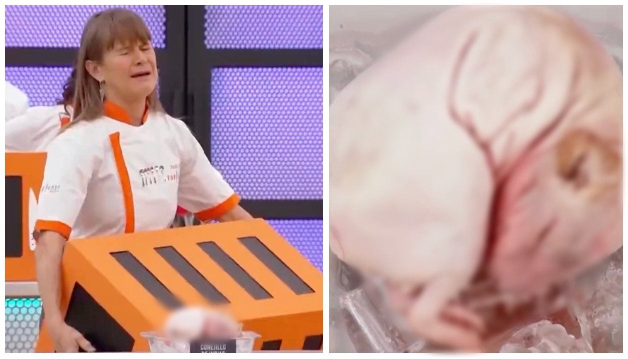 Si rifiuta di cucinare un cucciolo nel programma Tv, Nailea Norvind in lacrime: "Non ce la faccio"