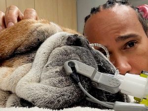 hamilton-cane-roscoe-morte-300x225.jpg