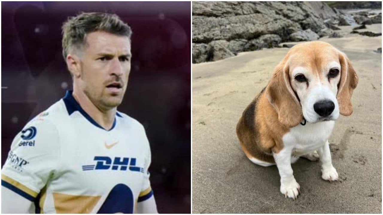 Ramsey disperato per la misteriosa scomparsa del cane Halo: offre 20mila euro per il ritrovamento