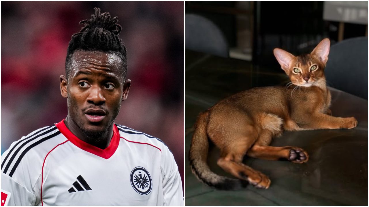 Appello disperato di Batshuayi: "Ho bisogno di un gatto donatore di sangue". Chi decide per il gatto