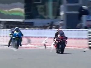 Bezzecchi e l&#8217;incidente con i gabbiani nel warm up a Phillip Island: uno gli finisce nel motore