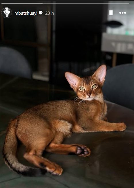 La foto del gatto di Michy Batshuayi postata dall’attaccante belga