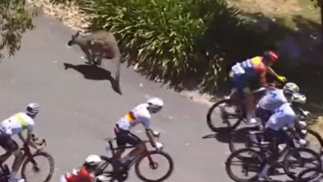 Un canguro irrompe in strada e provoca un incidente: mega caduta al Tour Down Under di ciclismo