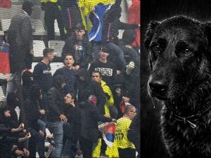 scontri-tifosi-cane-deceduto-300x225.jpg