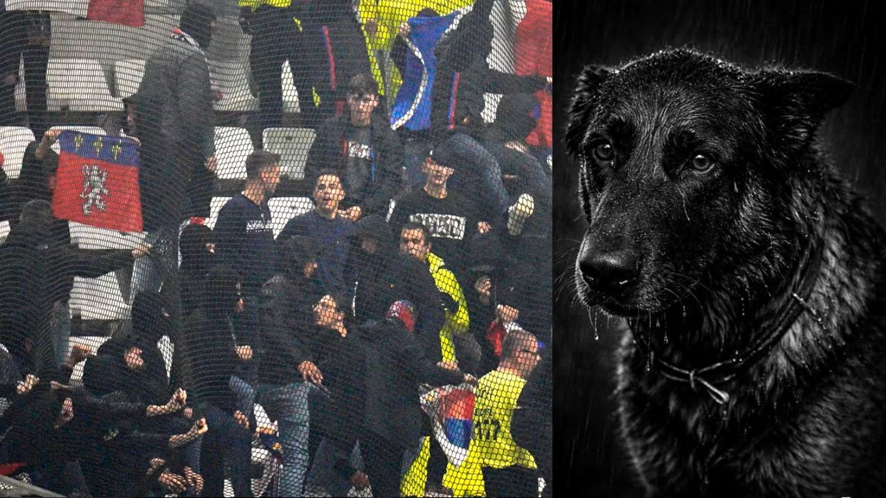Scontri tra i tifosi del Metz e Lione, c'è una vittima: Dino, cane poliziotto stroncato da un infarto